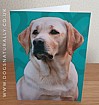 Yellow Labrador Jazzy Greetings Card